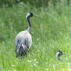 Eurasian cranes, Watatunga, UK