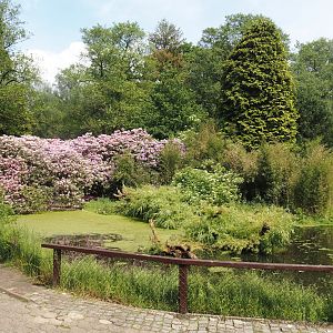 Great white pelican, Dalmatian pelican and Bewick's swan exhibit, 2024-05-21