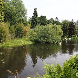 Great white pelican, Dalmatian pelican and Bewick's swan exhibit, 2024-05-21