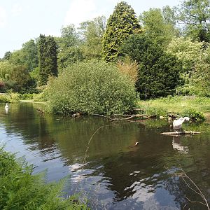 Great white pelican, Dalmatian pelican and Bewick's swan exhibit, 2024-05-21