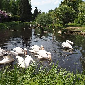 Great white pelican, Dalmatian pelican and Bewick's swan exhibit, 2024-05-21