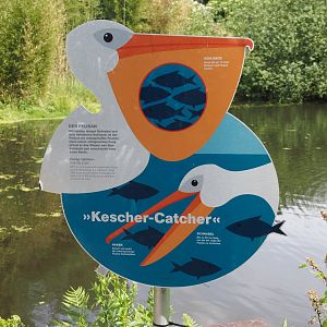 Sign about pelican feeding technique and adaptations, 2024-05-21