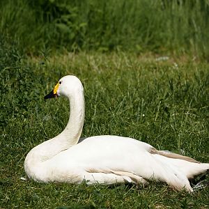 Bewick's swan (Cygnus columbianus bewickii), 2024-05-23