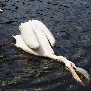 Great white pelican (Pelecanus onocrotalus), 2024-05-21