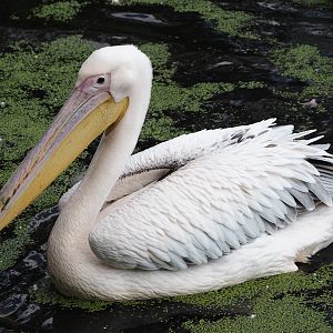 Great white pelican (Pelecanus onocrotalus), 2024-05-24