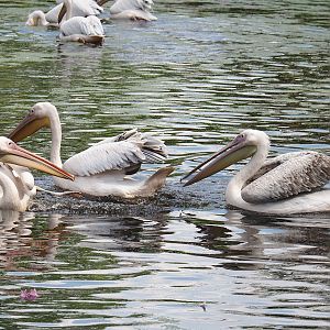 Great white pelicans (Pelecanus onocrotalus), 2024-05-23