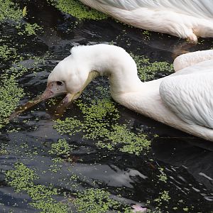 Great white pelican (Pelecanus onocrotalus), 2024-05-24