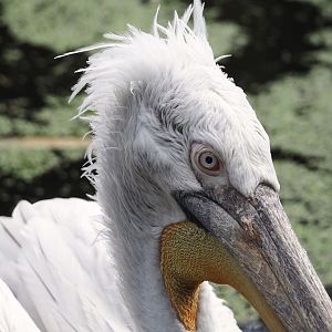 Dalmatian pelican (Pelecanus crispus), 2024-05-24