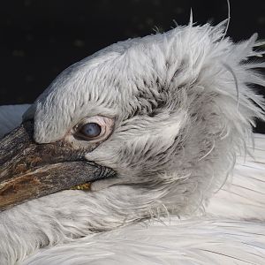 Dalmatian pelican (Pelecanus crispus), 2024-05-23