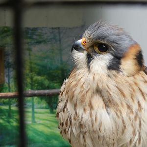 American Kestrel