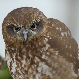 Australasian Boobook