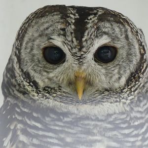 Chaco Owl