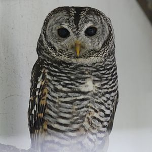 Chaco Owl