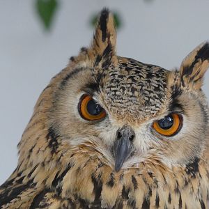 European Eagle Owl