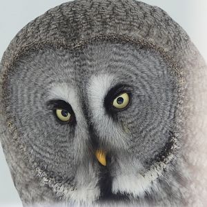 Great Grey Owl