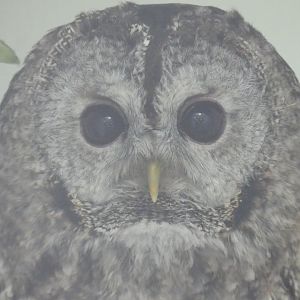 Grey Tawny Owl