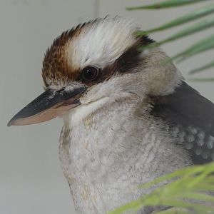 Laughing Kookaburra