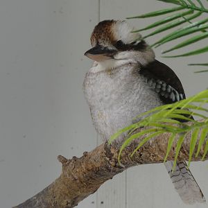 Laughing Kookaburra