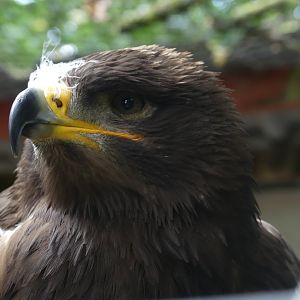 Steppe Eagle