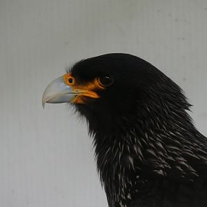 Striated Caracara