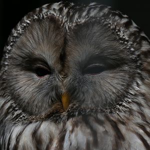 Ural Owl