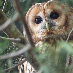 Wally the Tawny Owl