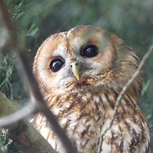 Wally the Tawny Owl