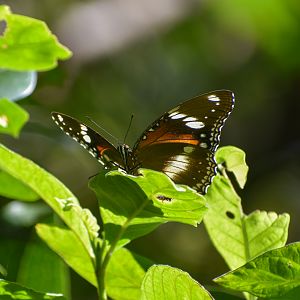 Common Eggfly