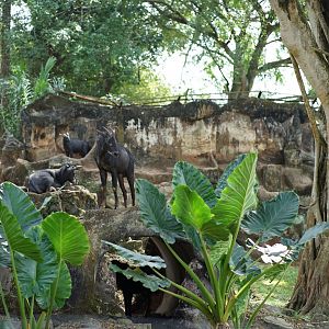 Sumatran serow exhibit