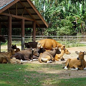 Burma banteng (Bos javanicus birmanicus)
