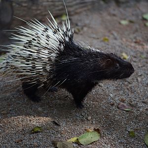 Common short-tailed porcupine