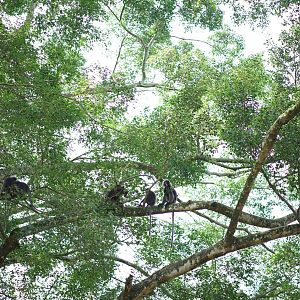 Wild Dusky langur