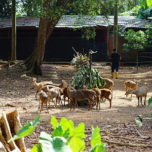 Bawean deer