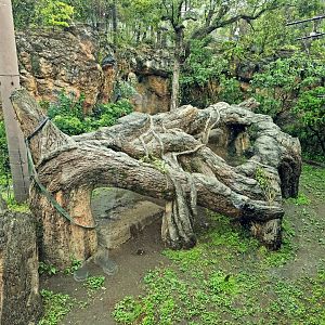 Gorilla habitat