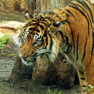 Sumatran tiger