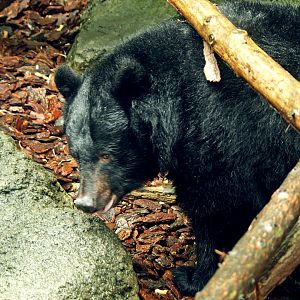 Japanese black bear