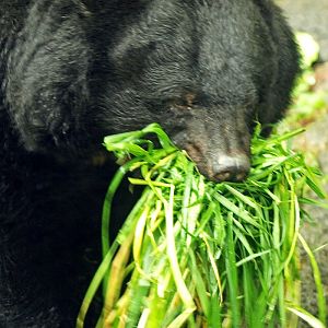 Japanese black bear