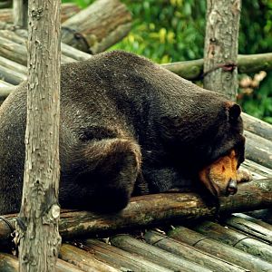 Sun bear