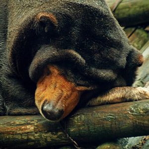 Sun bear
