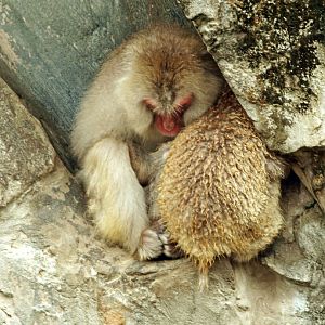 Japanese macaque