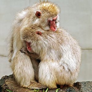 Japanese macaque