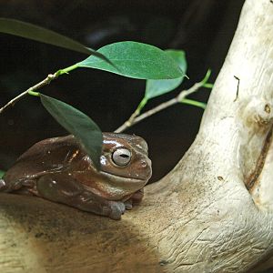 Green tree frog