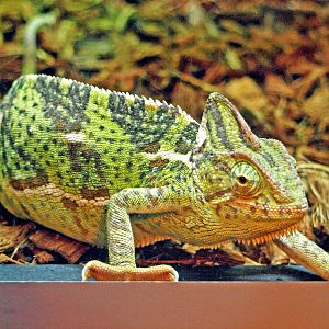 Veiled chameleon