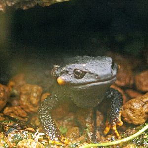 Anderson's crocodile newt