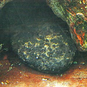 Japanese giant salamander
