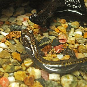 Japanese clawed salamander