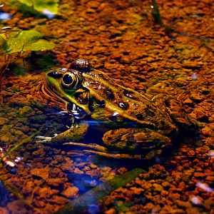 Tokyo Daruma pond frog