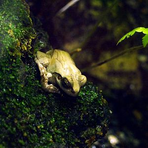 Japanese tree frog