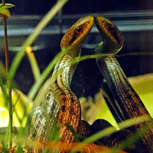 Japanese Striped snake