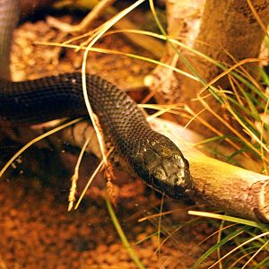 Japanese four-lined snake